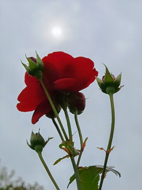 Foto des Monats
